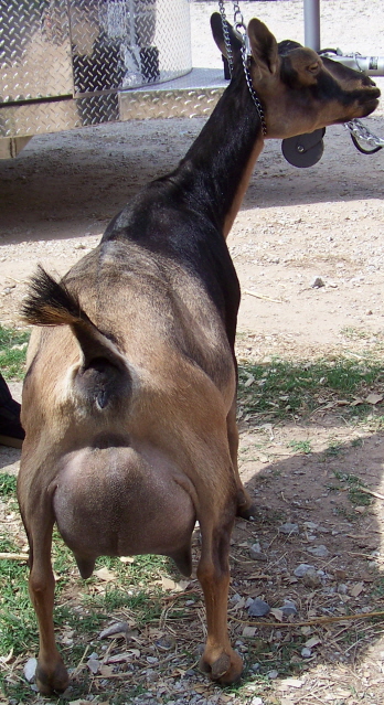 Cotta's sire's dam.jpg?1330552965768