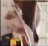 tulipdamudeer.jpg?1330017027819