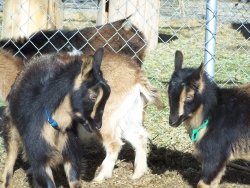goats feb 9 2012 013.JPG?1328840268142