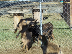 goats feb 9 2012 014.JPG?1328840277472