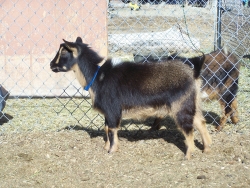 goats feb 9 2012 017.JPG?1332530205034
