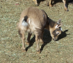 goats feb 9 2012 025.JPG?1328839828838