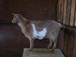 goats feb 9 2012 027.JPG?1328839506318